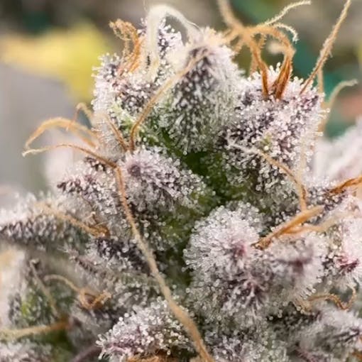 A detailed nug photos of Red Skrrrt Banger from Terphogz, our 'best splurge' pick for feminized seeds in 2025